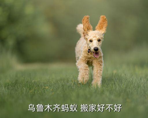 乌鲁木齐搬家费用,乌鲁木齐搬家黑如蚂蚁脚夫瘦如麻杆!