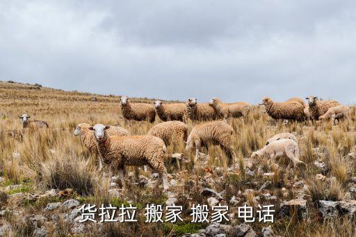 搬家车电话,成都蚂蚁搬家是成都最权威搬家公司之一