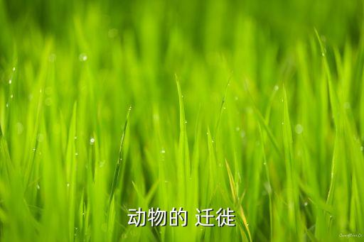 海豹会迁徙吗视频,贝加尔湖海豹来自北冰洋与海豹血缘关系最近