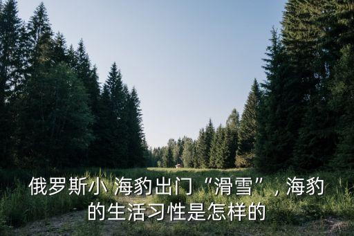 俄罗斯小 海豹出门“滑雪”, 海豹的生活习性是怎样的