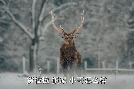 货拉拉 搬家 小哥怎么样