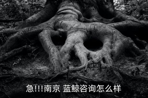 急!!!南京 蓝鲸咨询怎么样