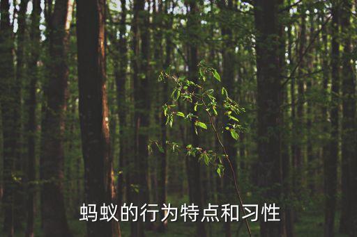 黑蚂蚁搬家必备大牌化妆品