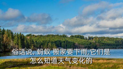 水蚂蚁搬家绘本图片,蚂蚁搬家故事绘本
