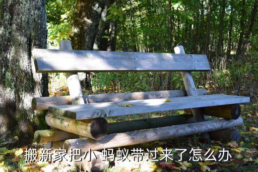 搬新家把小 蚂蚁带过来了怎么办