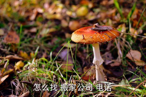 建安个人搬家电话多少号