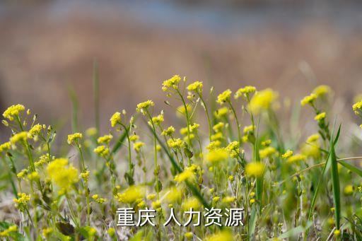 重庆 人力资源