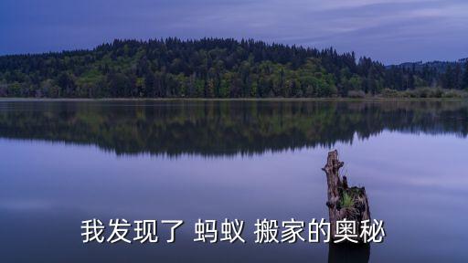 我发现了 蚂蚁 搬家的奥秘