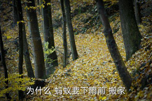 为什么 蚂蚁要下雨前 搬家