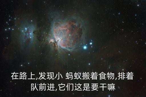 在路上,发现小 蚂蚁搬着食物,排着队前进,它们这是要干嘛