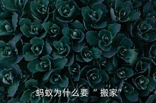 蚂蚁在地上走是为了搬家,蚂蚁开心的在地上搬家是哪个的
