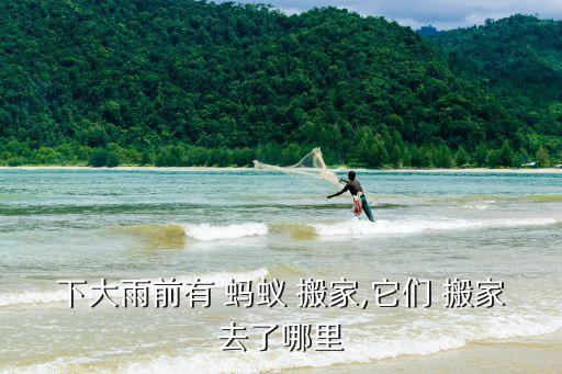 下大雨前有 蚂蚁 搬家,它们 搬家去了哪里