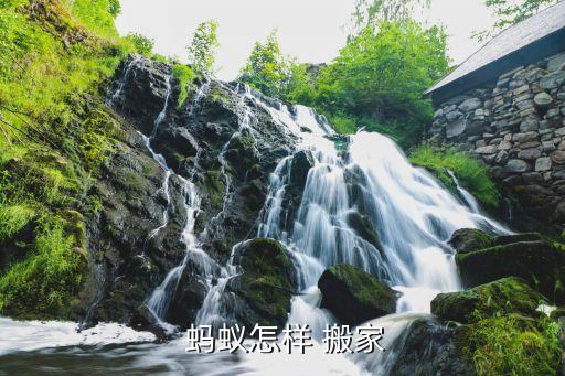  蚂蚁怎样 搬家