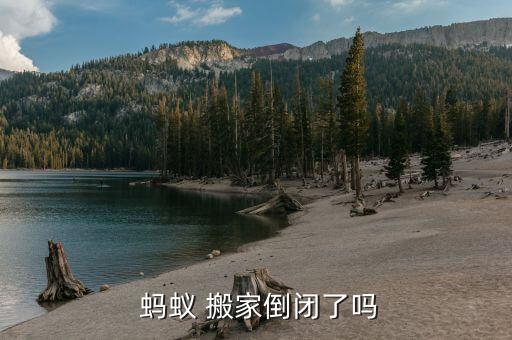  蚂蚁 搬家倒闭了吗