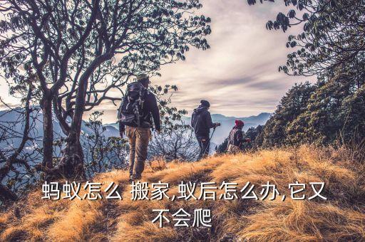  蚂蚁怎么 搬家,蚁后怎么办,它又不会爬