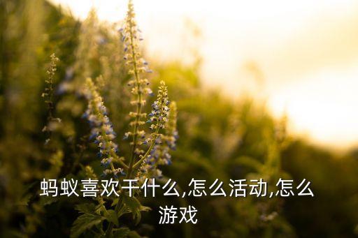  蚂蚁喜欢干什么,怎么活动,怎么 游戏