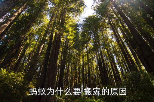  蚂蚁为什么要 搬家的原因